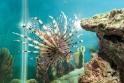 Pterois volitans (lionfish), Aquarium 1